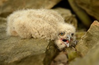 Vyr velky - Bubo bubo - Eurasian Eagle-Owl 0859